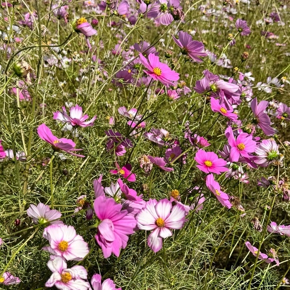 Meet your Posher, Mackenzie - Picture 1 of 1